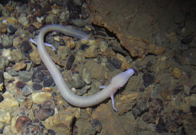 Človeška ribica je globalno prva odkrita 'jamska' žival, a nikakor ne poznamo vseh njenih skrivnosti, pravi naš sogovornik. FOTO: Leopold Bregar
