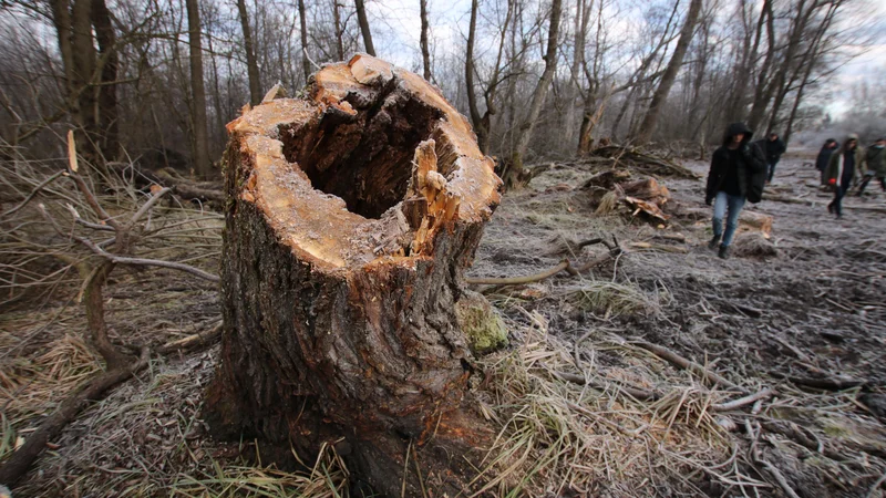 Fotografija: V mrtvici Zaton so izvajalci najprej povzročili razdejanje, da bi se tja potem lahko vrnilo naravno življenje. FOTO: Jože Pojbič