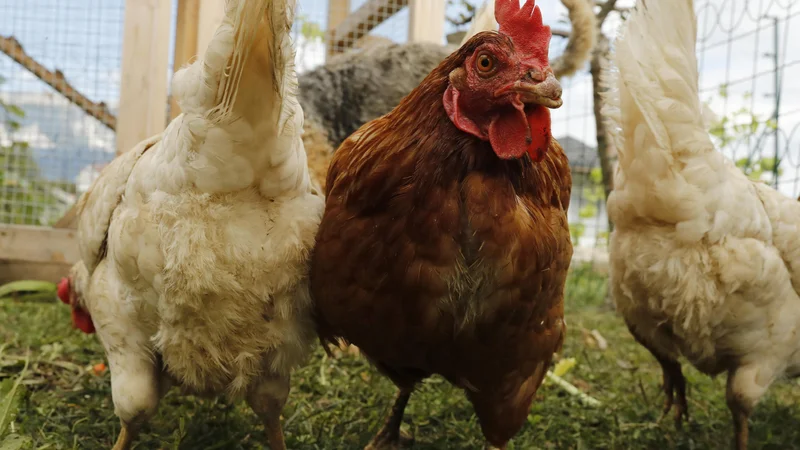 Fotografija: Perutnina na kmetiji na Zgornji Ložnici se je najverjetneje okužila od prostoživečih ptic. Fotografija je simbolična. FOTO: Uroš Hočevar