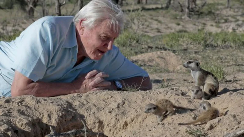 Fotografija: David Attenborough se pogovarja s surikatami. FOTO: Huw Cordey