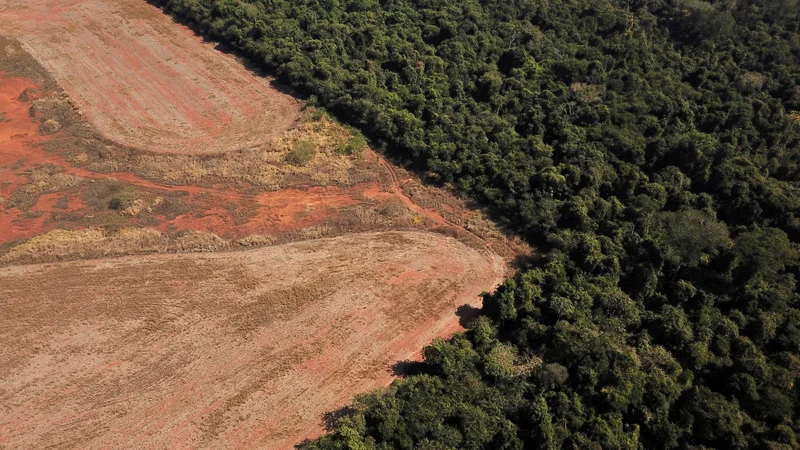 Fotografija: Človekove dejavnosti in njihove posledice, kot so urbanizacija, onesnaževanje, krčenje gozdov in gospodarski ribolov, zmanjšujejo biotsko raznovrstnost. Foto Amanda Perobelli/Reuters