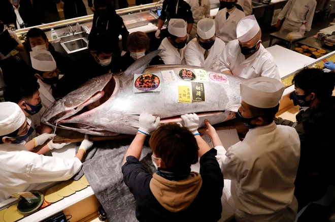211-kilogramskega modroplavutega tuna, ki je bil na dražbi v Tokiu prodan za 145.290 dolarjev, sta skupaj kupila upravljavec suši restavracije Onodera Group z Michelinovo zvezdico in veletrgovec Yamayuk. Foto: Issei Kato/Reuters

