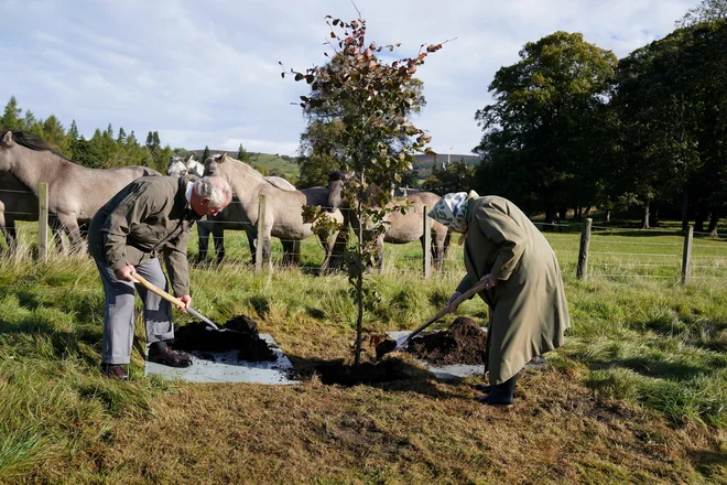 S princem Charlesom, prestolonaslednikom z najdaljšim stažem, sta oktobra lani na posestvu Balmoral na Škotskem skupaj posadila drevo in odprla pobudo sajenja dreves Queen's Green Canopy ob platinastem jubileju vladanja. FOTO: Andrew Milligan/Reuters
