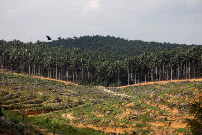 Zaradi plantaž oljne palme izginja tropski gozd. FOTO: Edgar Su/Reuters
