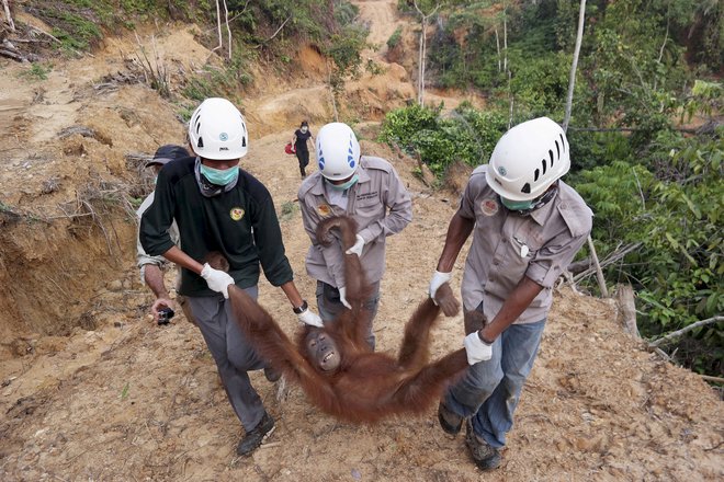 Reševanje orangutanov zaradi širjenja plantaž. FOTO: Reuters
