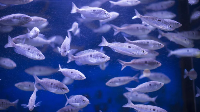 Fotografija: S piranskim akvarijem bo po novem upravljala primorska univerza. FOTO: Jure Eržen/Delo
