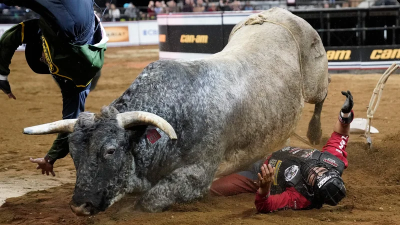 Fotografija: Na rodeu Unleash »The Beast Monster Energy Buckoff« v newyorškem Madison Square Gardenu se za Silvana Alvesa srečanje z bikom ni končalo najbolj po godu. Foto: Timothy A. Clary/Afp

 
