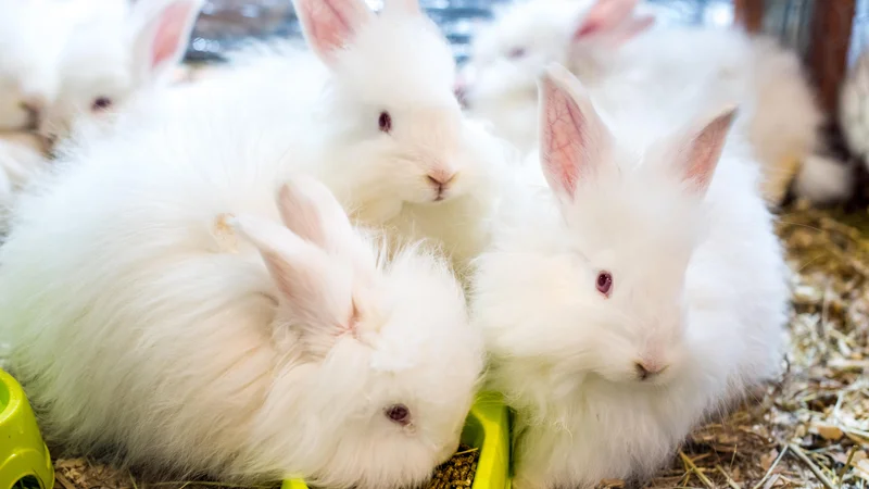 Fotografija: Angora zajčki so poganjali kolovrat in statve. FOTO: Shutterstock