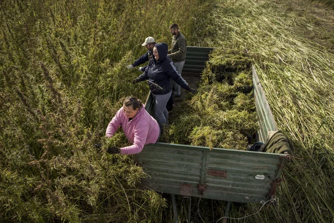Za to, da je za gojenje industrijske konoplje toliko ovir, je krivo napačno poimenovanje. FOTO: Voranc Vogel/Delo

