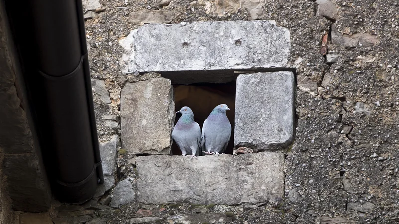 Fotografija: »Po tridesetih letih se stanje ni izboljšalo, narobe, poslabšalo se je. Kar ni nič čudnega, če celo tistega, ki je prvi opozarjal na klerikalizem in »desno revolucijo«, danes zapušča spomin.« FOTO: Jure Eržen/Delo