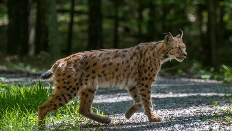 Fotografija: Gozdar Lan Hočevar je lani poleti na območju Goteniške gore posnel čudovito fotografijo risa. Gre za osilniškega samca, ki se rad fotografira med risjim monitoringom. FOTO: Lan Hočevar
