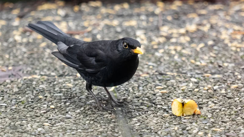 Fotografija: Gospod, ki je bil glede na barvo kljuna že v letih, je vsak dan pojedel eno jabolko. FOTO: Drago Videmšek