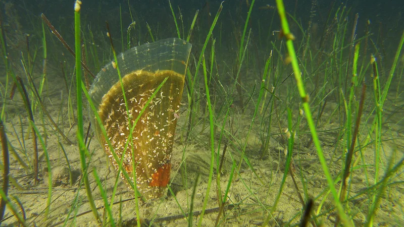 Fotografija: To je morda dve leti star leščur, lepotec, ki nad muljem meri kakih 17 centimetrov, vrh školjke pa je iz še prozornega apnenca. Lokacije potapljači ne izdajo. FOTO: Ciril Mlinar Cic
