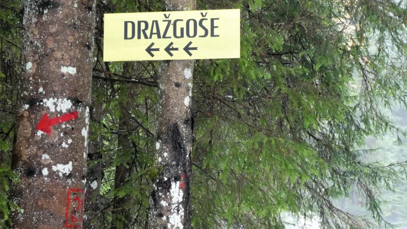 Fotografija: Iz Dražgoš do Vodiške planine je devet kilometrov. Čudovit smučarski pohod v tihoti dneva. FOTO: Miroslav Cvjetičanin/Delo