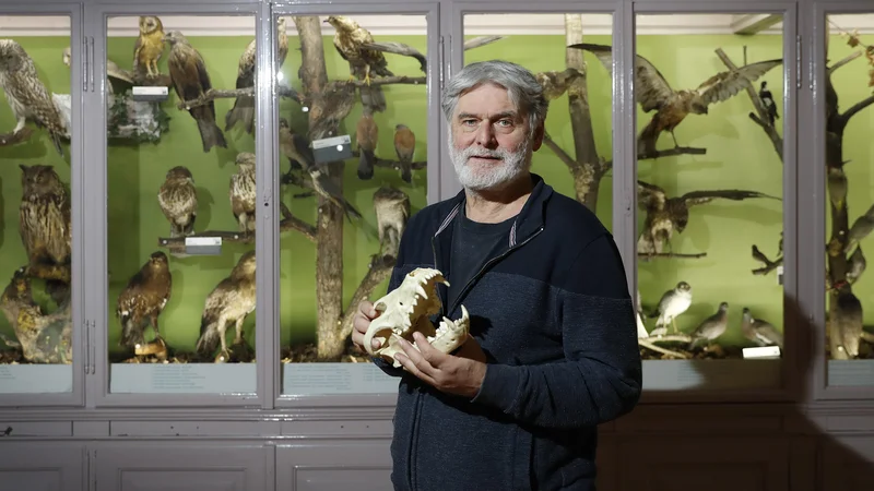 Fotografija: Slovenija je biodiverzitetni biser, pa na primer prirodoslovnemu muzeju na vseh koncih režejo kolač. FOTO: Leon Vidic/Delo