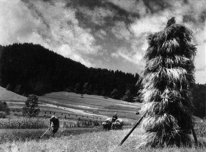 Kmečka opravila pod Zapotokom Foto Lojze Čampa
