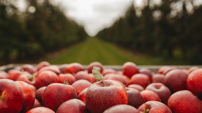 Fotografija: Družba je podobna skladišču gajbic. Dvajset zdravih jabolk v gajbici ne more pozdraviti enega gnilega. FOTO: Shutterstock
