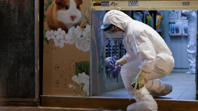 Fotografija: V Hongkongu pa je pokol hrčkov (zlasti tistih, ki so jih lani uvozili iz tujine) postal nov povod za državljansko neposlušnost. FOTO: Tyrone Siu/Reuters