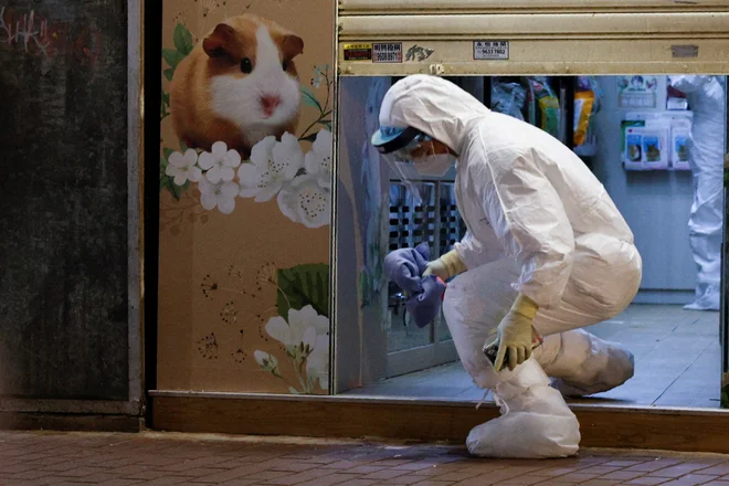 V Hongkongu pa je pokol hrčkov (zlasti tistih, ki so jih lani uvozili iz tujine) postal nov povod za državljansko neposlušnost.&nbsp;FOTO: Tyrone Siu/Reuters
