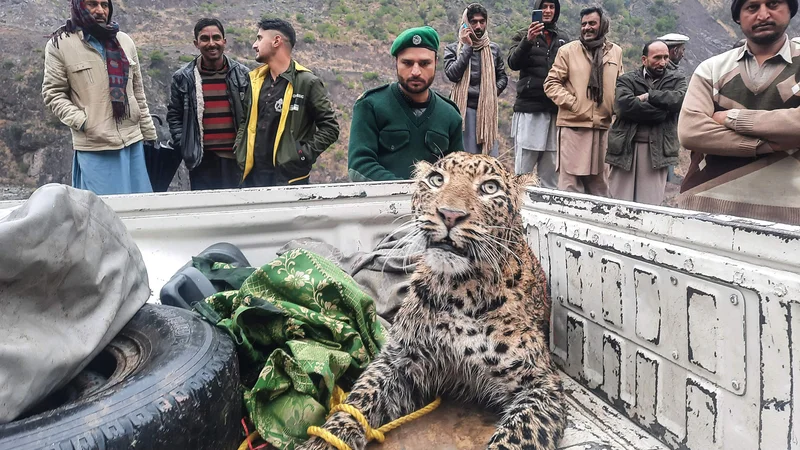 Fotografija: Kašmirski uslužbenci oddelka za divje živali so v dolini Neelum poškodovanega leoparda odpeljali v zavetišče, kjer bo okreval. Foto: Sajjad Qayyum/Afp