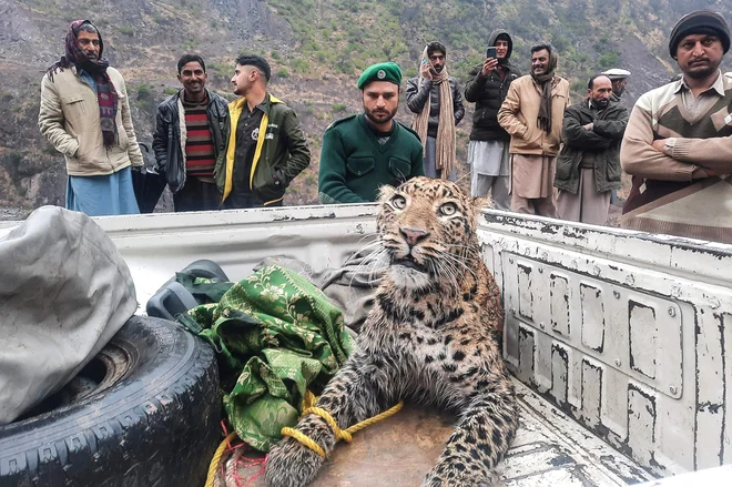 Kašmirski uslužbenci oddelka za divje živali so v dolini Neelum poškodovanega leoparda odpeljali v zavetišče, kjer bo okreval. Foto: Sajjad Qayyum/Afp
