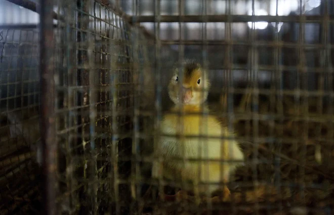 Primer vdora ptičje gripe v rejo domače perutnine na območju Slovenske Bistrice je doslej edini potrjen primer te vrste pri nas.&nbsp; FOTO: Stringer/china/Reuters
