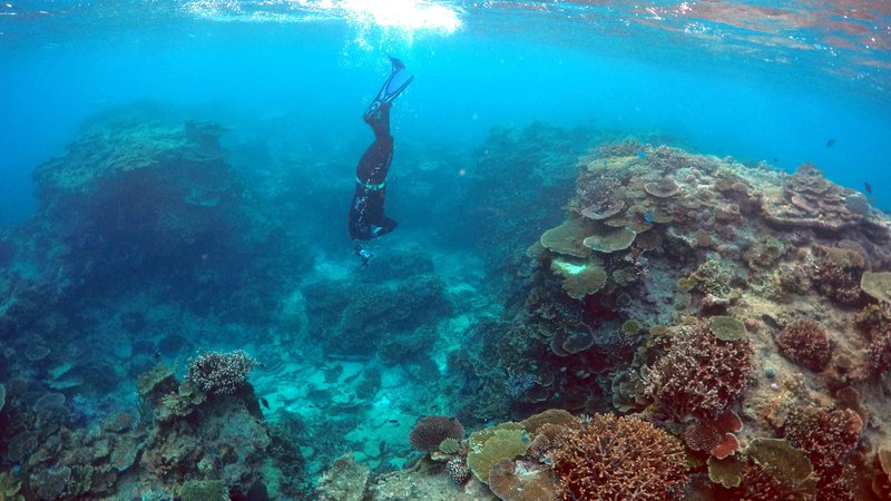 Fotografija: Koralno beljenje, ki nastaja zaradi segrevanja oceana, v zadnjih 25 letih prizadelo 98 odstotkov grebena. FOTO: David Gray/Reuters

