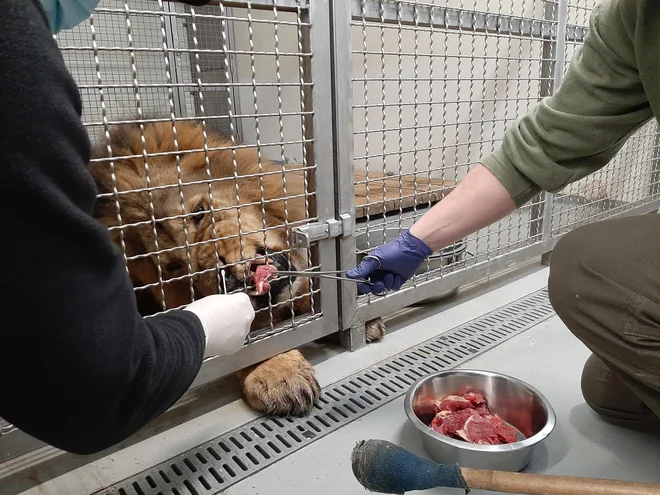 Za okužbe so najbolj dovzetni minki, dihurji, hrčki, mačke, opice pa tudi velike zveri, a ne vse v enaki meri. Foto arhiv ZOO Ljubljana
