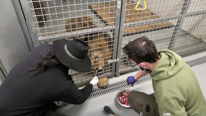 V ljubljanskem živalskem vrtu so lani jeseni testiranje razširili še na bris nosno-ustnega dela pri zvereh. Foto arhiv ZOO Ljubljana
