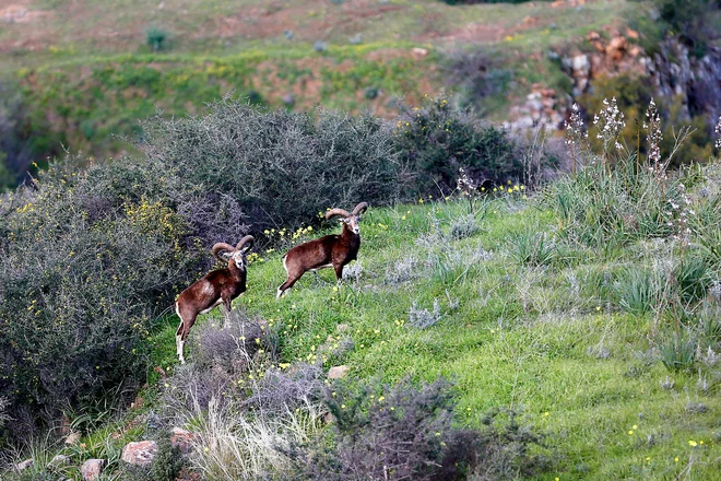 Ciprski mufloni (Ovis orientalis ophion) FOTO: Matthieu Clavel/AFP
