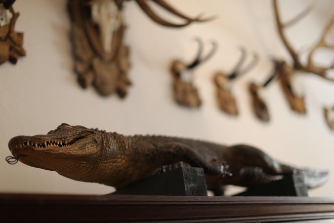 Največ zanimanja danes vzbuja nagačen krokodil, za katerega nihče ne ve, kje ga je lastnica dobila, kako mu je bilo ime in koliko je bil star. FOTO: Tomi Lombar/Delo
