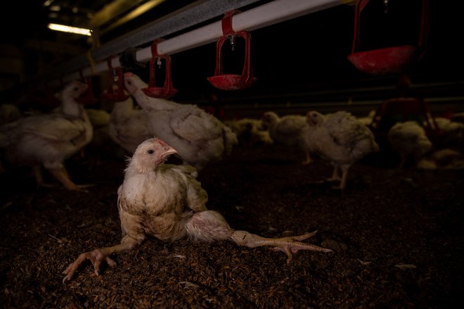 Grozljive razmere na piščančji farmi. FOTO: Equalia.
