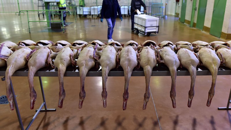 Fotografija: Poročilo ocenjuje, da je proizvodnja foie gras (jeter rac ali gosi), ki vključuje prisilno pitanje gosi in rac, skladna s kriteriji dobrobiti živali. FOTO: Georges Gobet/Afp
