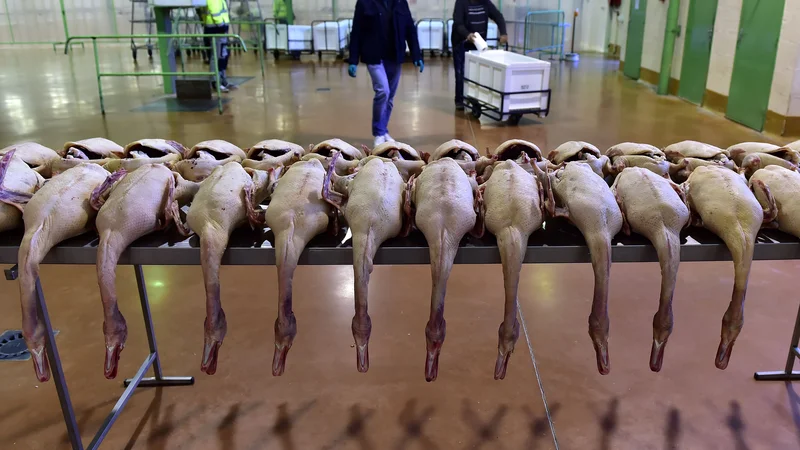 Fotografija: Poročilo ocenjuje, da je proizvodnja foie gras (jeter rac ali gosi), ki vključuje prisilno pitanje gosi in rac, skladna s kriteriji dobrobiti živali. FOTO: Georges Gobet/Afp