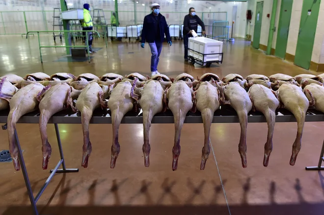 Poročilo ocenjuje, da&nbsp;je proizvodnja foie gras (jeter rac ali gosi), ki vključuje prisilno pitanje gosi in rac, skladna s kriteriji dobrobiti živali. FOTO:&nbsp;Georges Gobet/Afp
