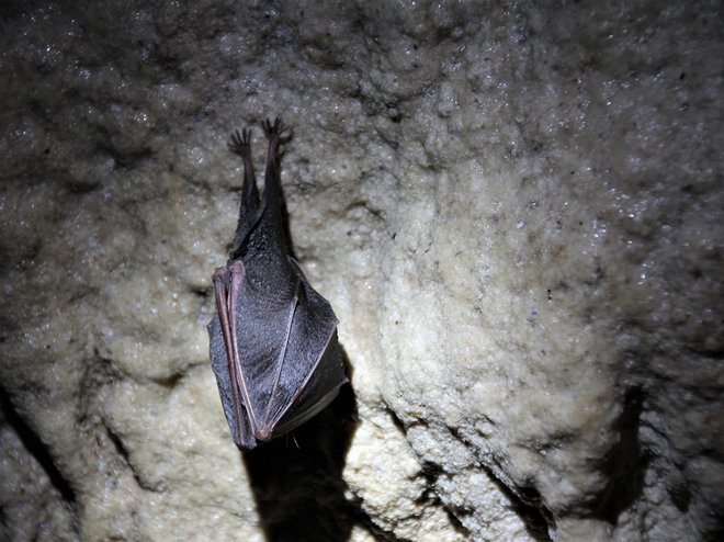Zaviti jamski rovi so pravi labirint in nagajivi netopirček Branko ima tu svoje podzemno igrišče. FOTO: Marjan Trobec
