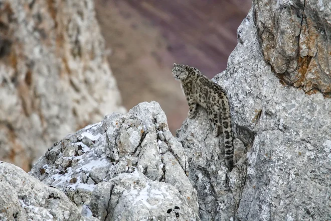 Dokumentarni film Snežni leopardi in prijatelji razkriva skrivno življenje snežnega leoparda, ki ga je izjemno težko posneti. FOTO: FGF
