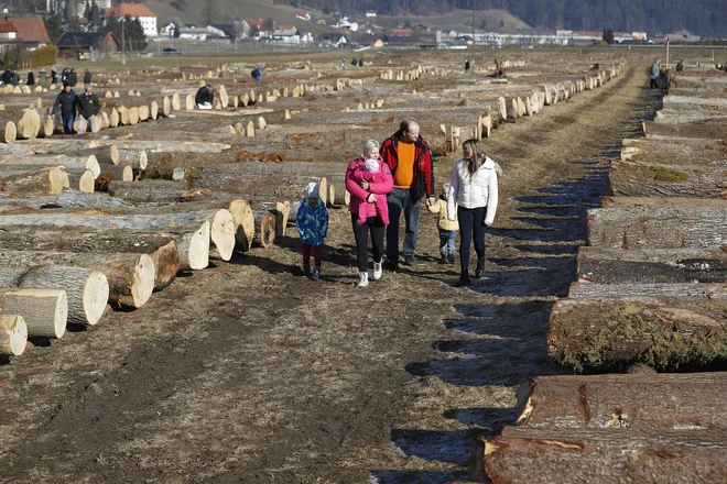 Na dražbi je bilo naprodaj 6354 hlodov. FOTO: Leon Vidic/Delo
