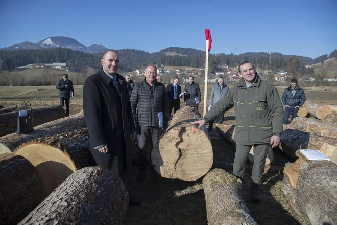 Minister Jože Podgoršek in prvi mož SiDG Robert Tomazin ob zmagovalcu, za katerega bo kupec po razrezu v furnir iztržil okoli 150.000 evrov. FOTO: Leon Vidic/Delo
