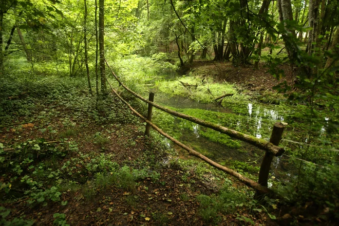 Nedokončana trasa železniške proge je še vedno opazna v naravi. Fotografija je simbolična. FOTO: Jure Eržen/Delo
