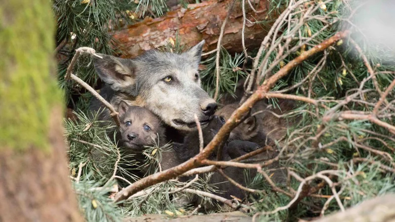 FOTO: ZOO Ljubljana
