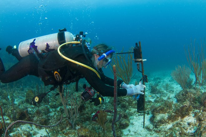 Hidrofoni so posneli več milijonov ur zvokov podvodnega sveta. FOTO: Oceanografski inštitut Woods Hole
