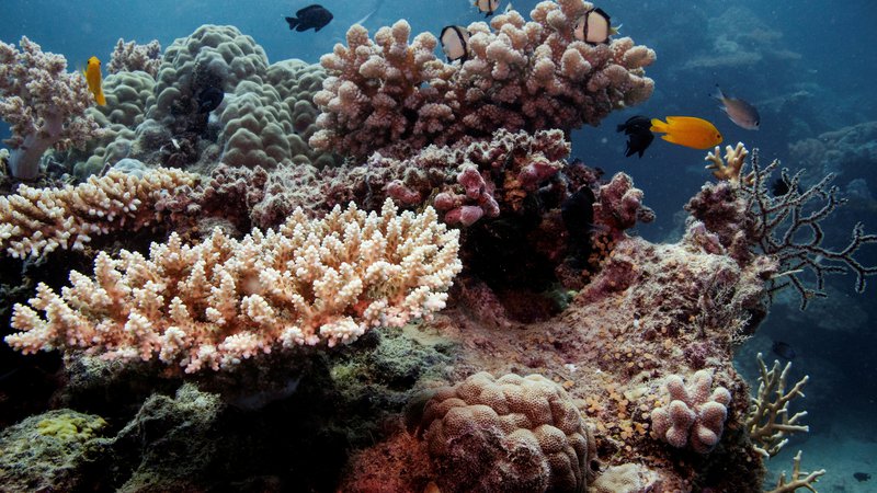 Fotografija: Na podlagi zvokov lahko tudi ugotavljajo, kako zdravi so koralni grebeni. FOTO: Lucas Jackson/Reuters
