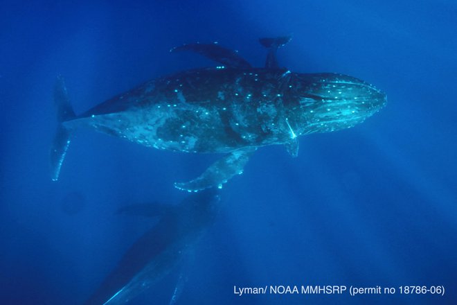 Med najbolj znanimi morskimi pevci so veličastni kiti grbavci. FOTO: Noaa/Reuters
