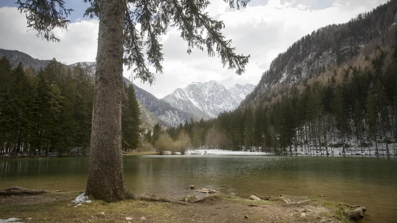 Fotografija: Slovenija ima kot tretja najbolj gozdnata država v Evropi na voljo obilje lesa. FOTO: Jure Eržen/Delo