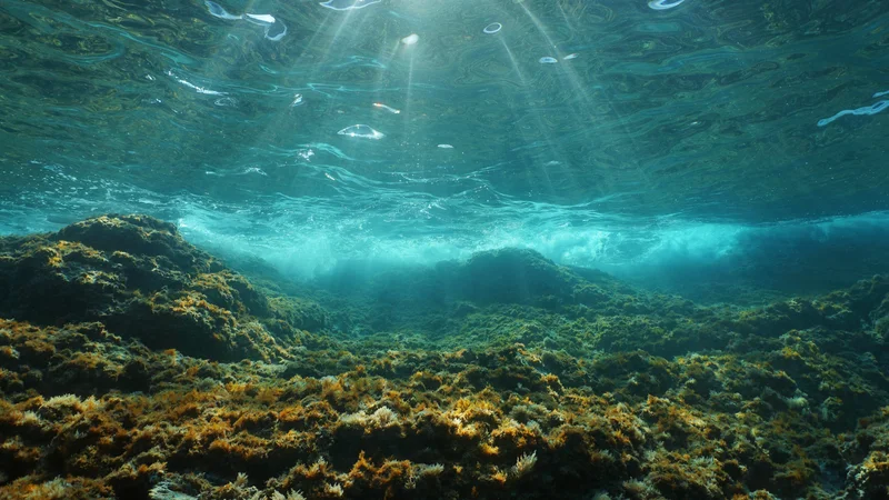 Nekateri deli Sredozemskega morja so nepopravljivo poškodovani zaradi podnebnih sprememb, ribolova in vdora invazivnih vrst. FOTO: Shutterstock
