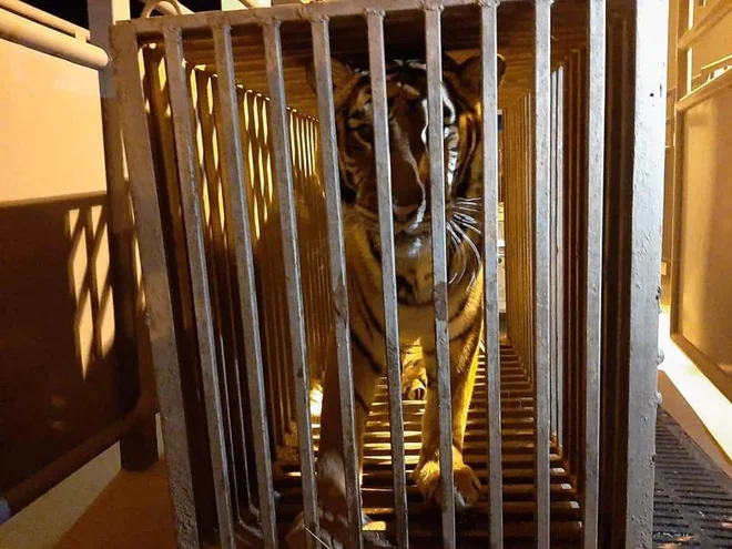 Živali so v Poznanju na &raquo;počitku&laquo;, zatem bodo morda odpotovale dlje proti zahodu. FOTO: ZOO&nbsp;Poznan/AFP
