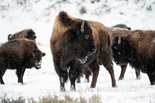 Bili so že blizu izumrtja, zdaj pa je v parku Yellowstone največja čreda bizonov. FOTO: Go Nakamura/Reuters
