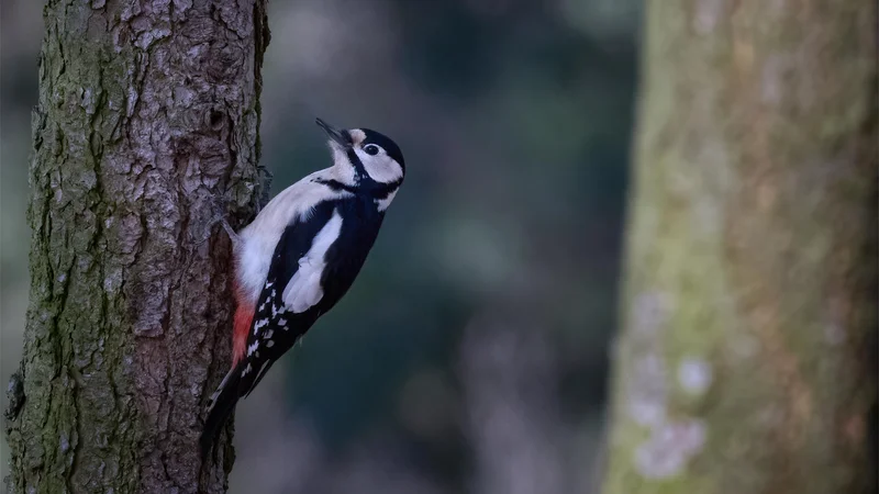 Fotografija: Našega zelenega gaja ni več, le kdaj bomo lahko spet skozi kuhinjo okno opazovali tak prizor? FOTO: Shutterstock
