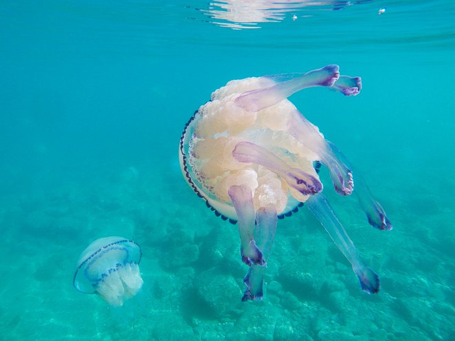 Morski klobuki pod vodo. Foto Manja Rogelja
